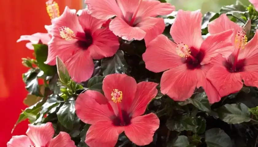 Piękne, różowe kwiaty hibiskusa kwitnące w domu. Ich uprawa w domu jest prosta i daje wspaniałe efekty.