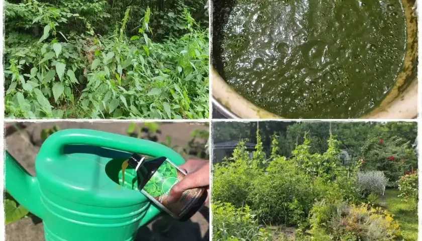 Gnojówka z pokrzywy to bogactwo azotu dla roślin. Zobacz, jak przygotować ten naturalny nawóz.