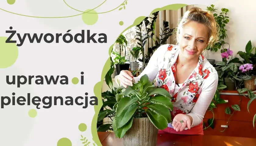 Jak kwitnie żyworódka i jak uniknąć problemów z jej kwitnieniem