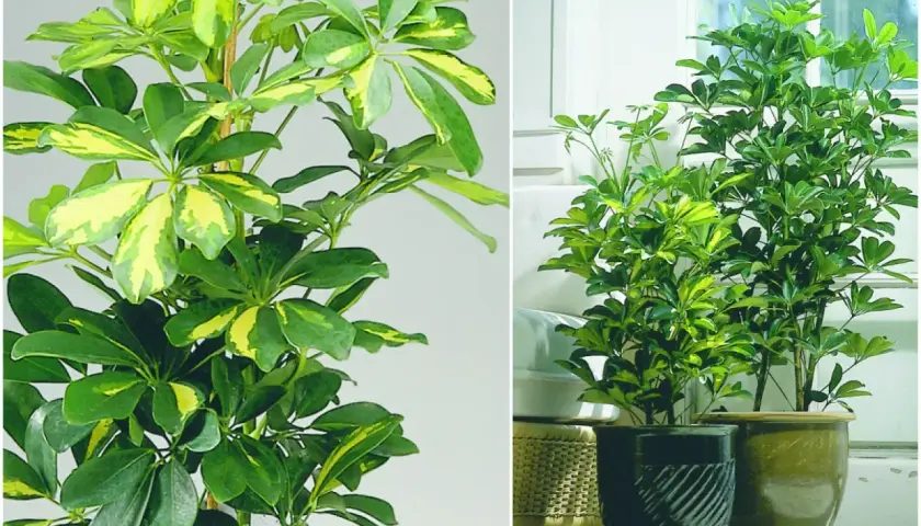 Schefflera variegata, popularne kwiaty doniczkowe, zielone liściaste rośliny o żółtych przebarwieniach.