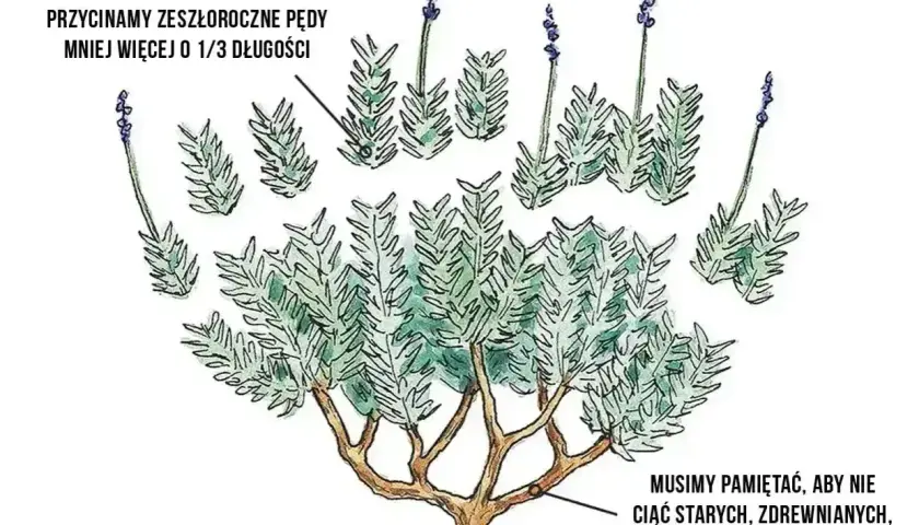 Ilustracja pokazuje, kiedy kwitnie lawenda i jak ją przycinać. Pędy przycinamy o 1/3 długości, ale nie ruszamy zdrewniałych, dolnych pędów.