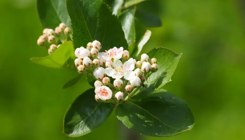 Jak kwitnie aronia? Czas i piękno kwiatów aronii w ogrodzie