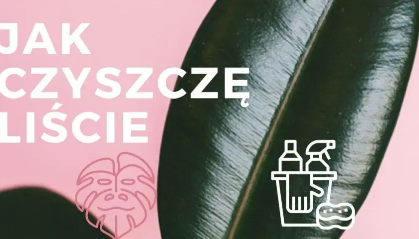Czym myć liście kwiatów, aby uniknąć ich uszkodzenia i brudu?