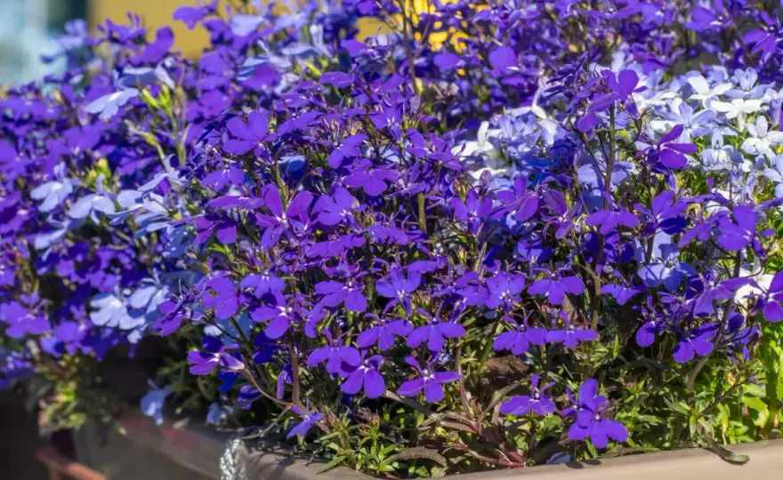 Lobelia przed zimą - jak ją przygotować w gruncie i donicy?