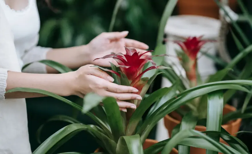 Guzmania w domu - jak o nią dbać i co zrobić po kwitnieniu