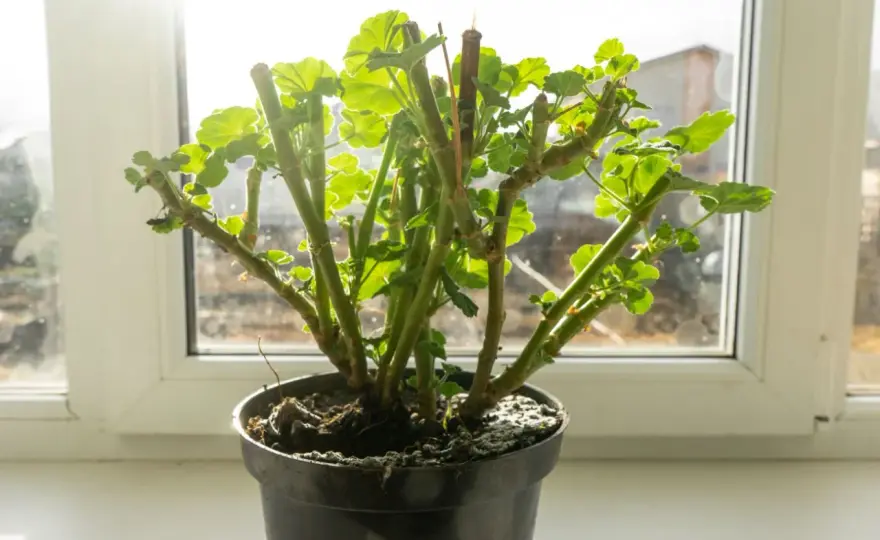 Jak przezimować pelargonie, by wiosną ruszyły mocno