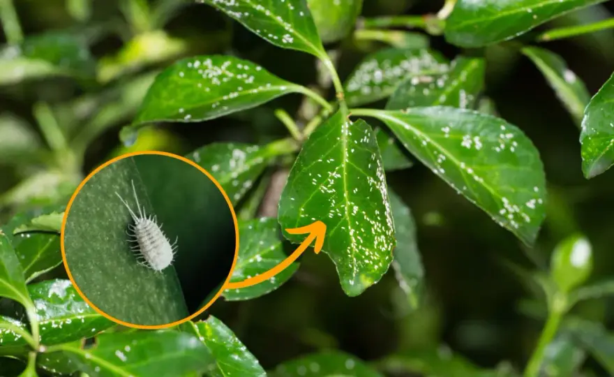 Choroby magnolii - plamy, biały nalot i więdnięcie
