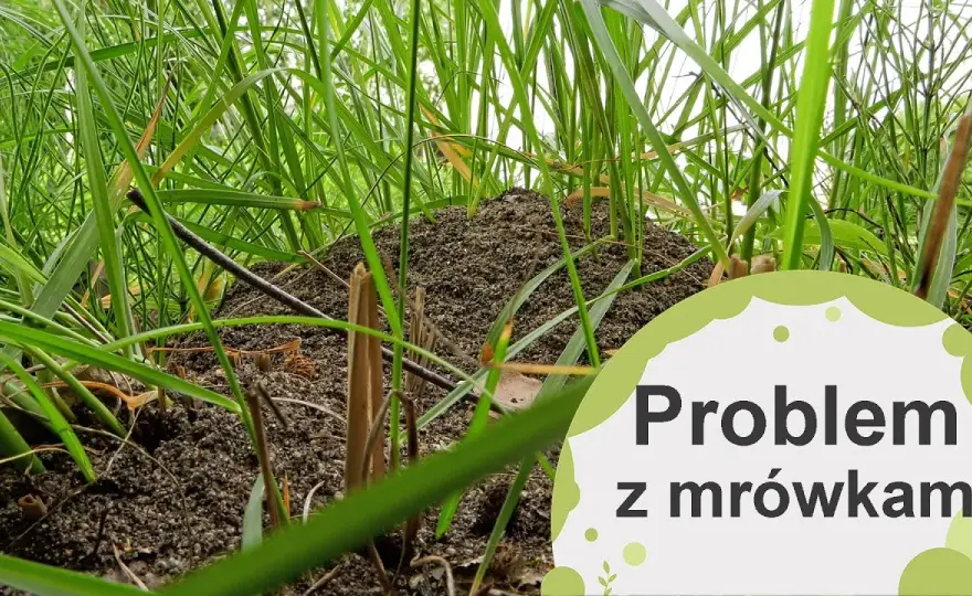 Skuteczne sposoby na to, czym odstraszyć mrówki w ogrodzie