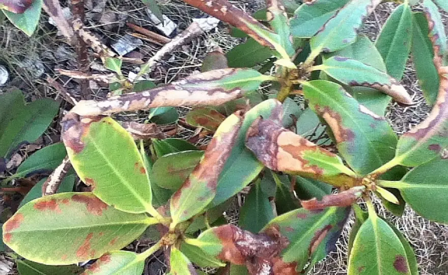 Choroby rododendronów - jak rozpoznać objawy i uratować krzew