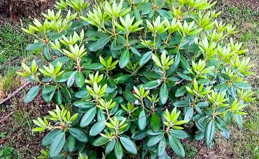 Rododendron nie kwitnie? Sprawdź, co go blokuje