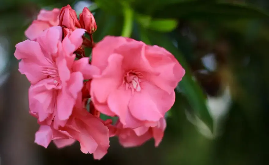 Jak długo kwitnie oleander? Odkryj sekrety jego długiego kwitnienia