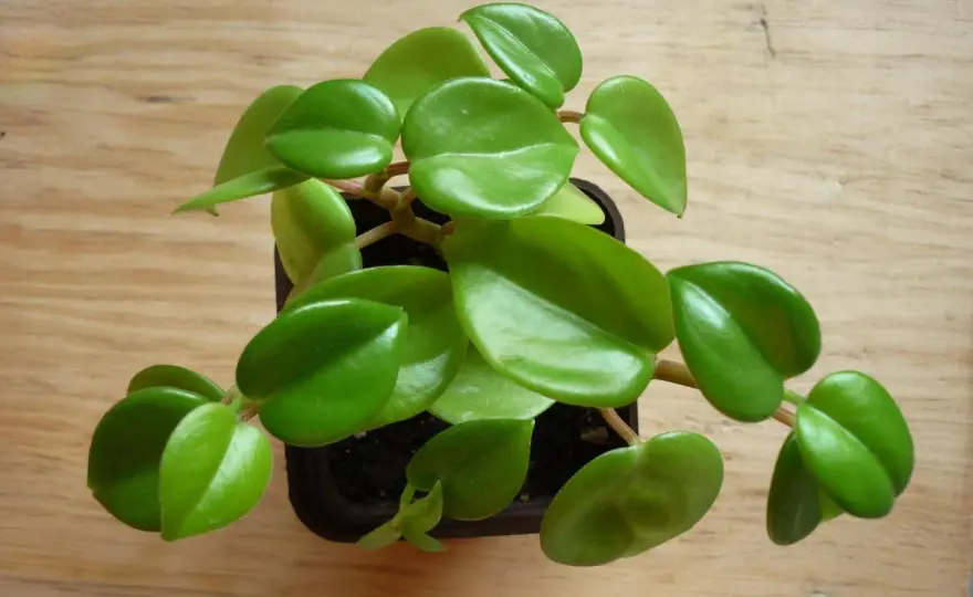 Peperomia w domu - odmiany, podlewanie i najważniejsze zasady