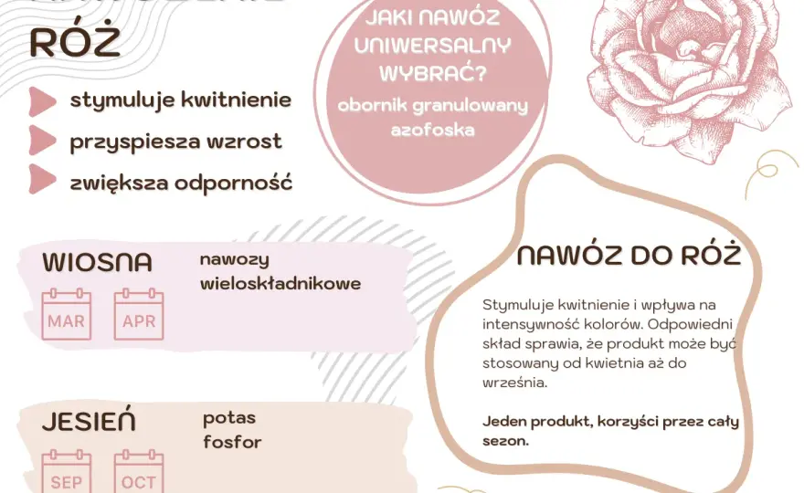 Kiedy nawozić róże? Sprawdź najlepszy termin i nawóz