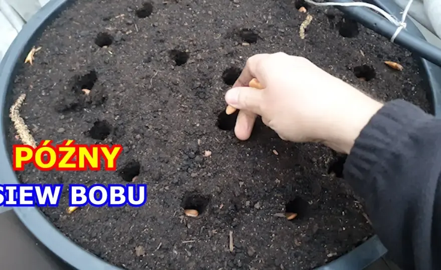 Jak siać bób do gruntu, aby uniknąć najczęstszych błędów?