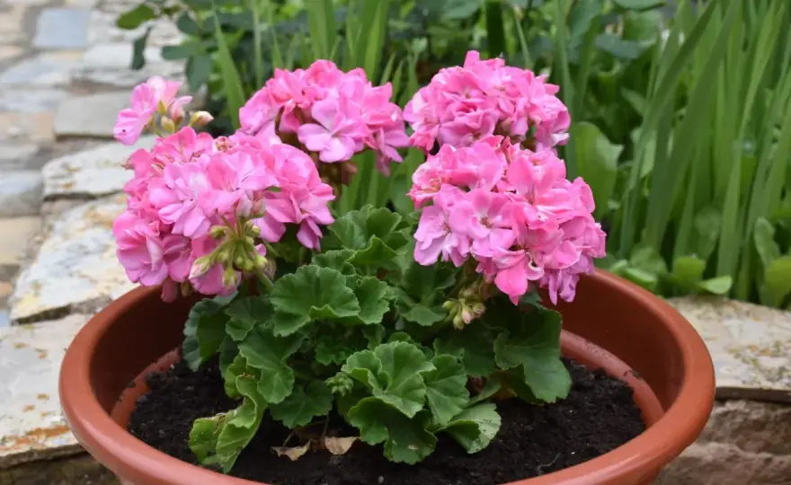 Jak pobudzić pelargonie do kwitnienia? Sprawdzone sposoby