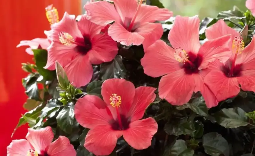 Hibiskus domowy - jak sprawić, by kwitł w mieszkaniu?