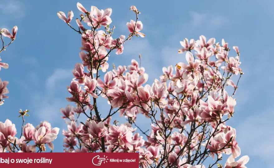 Kiedy kwitnie magnolia? Odmiany, terminy i pielęgnacja