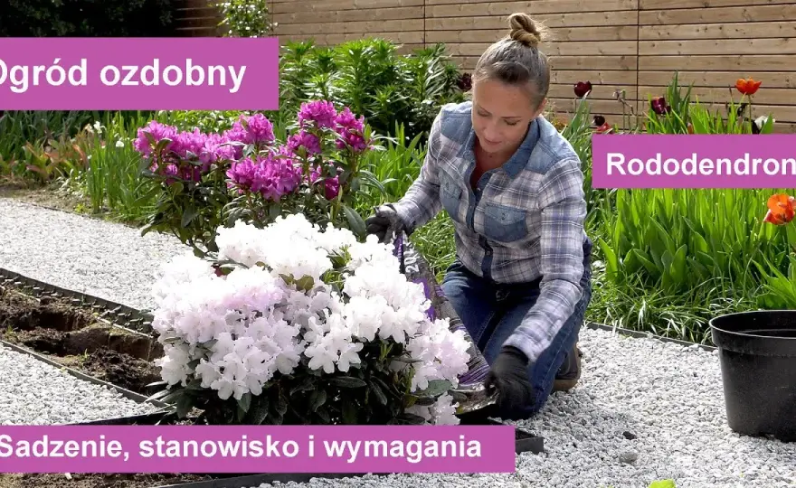 Rododendron w donicy kiedy sadzić – uniknij błędów przy przesadzaniu