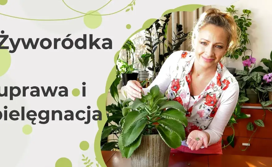 Jak kwitnie żyworódka i jak uniknąć problemów z jej kwitnieniem