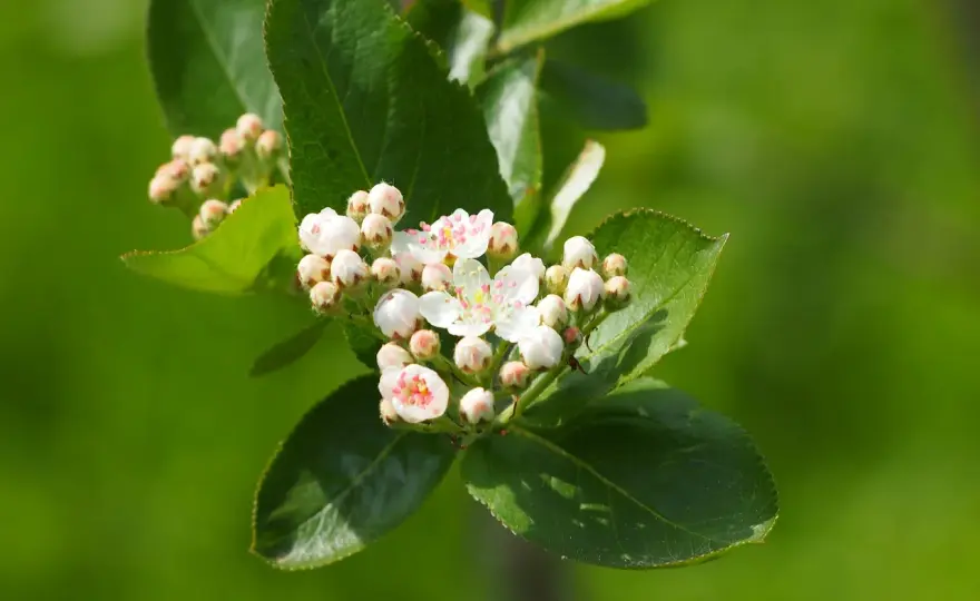 Jak kwitnie aronia? Czas i piękno kwiatów aronii w ogrodzie
