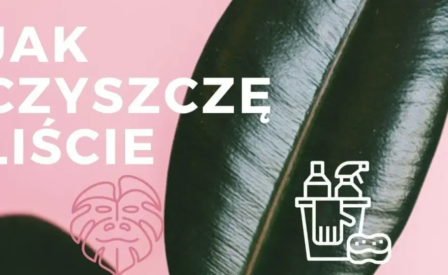 Czym myć liście kwiatów, aby uniknąć ich uszkodzenia i brudu?