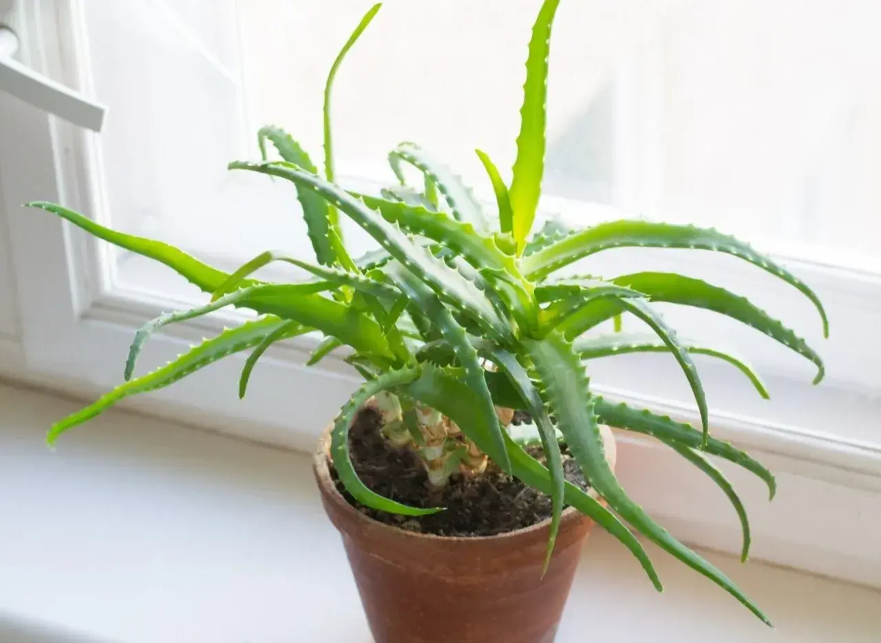 Zielony aloes w glinianej doniczce na parapecie. Dowiedz się, jak rozmnożyć aloes, by cieszyć się jego dobrodziejstwami.