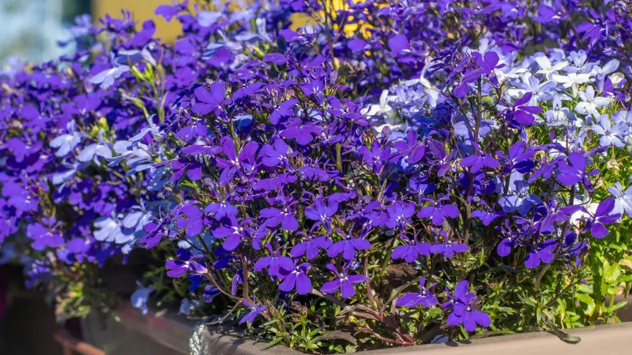 Kaskada fioletowych i niebieskich lobelii w donicy. Wiosną przygotowujemy je do kwitnienia, a jesienią zastanawiamy się nad ich lobelia zimowanie.