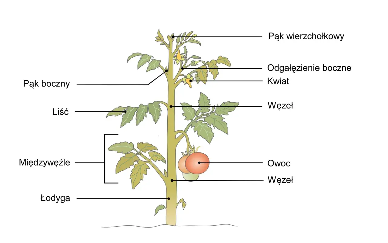 Schemat rośliny pomidora z zaznaczonymi częściami: łodyga, liście, pąki, kwiaty, owoce i międzywęźla.