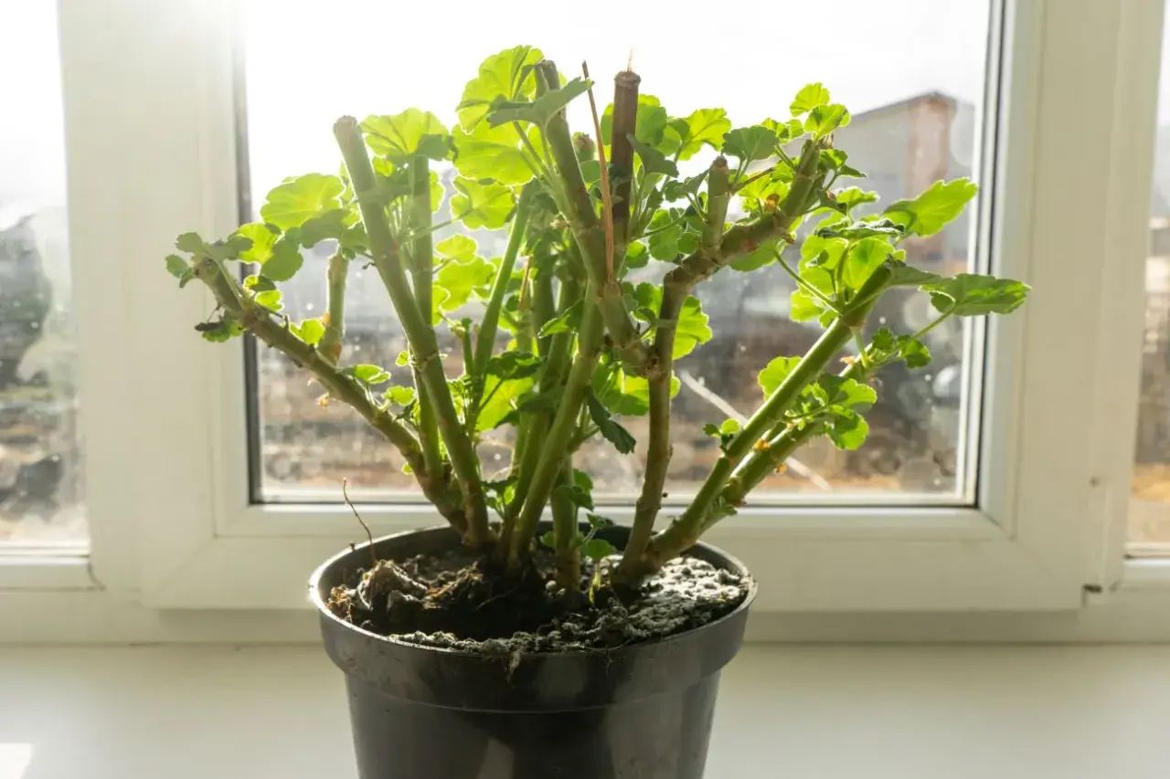 Pelargonie na parapecie, gotowe do przezimowania. Grube łodygi i młode listki czekają na wiosnę.