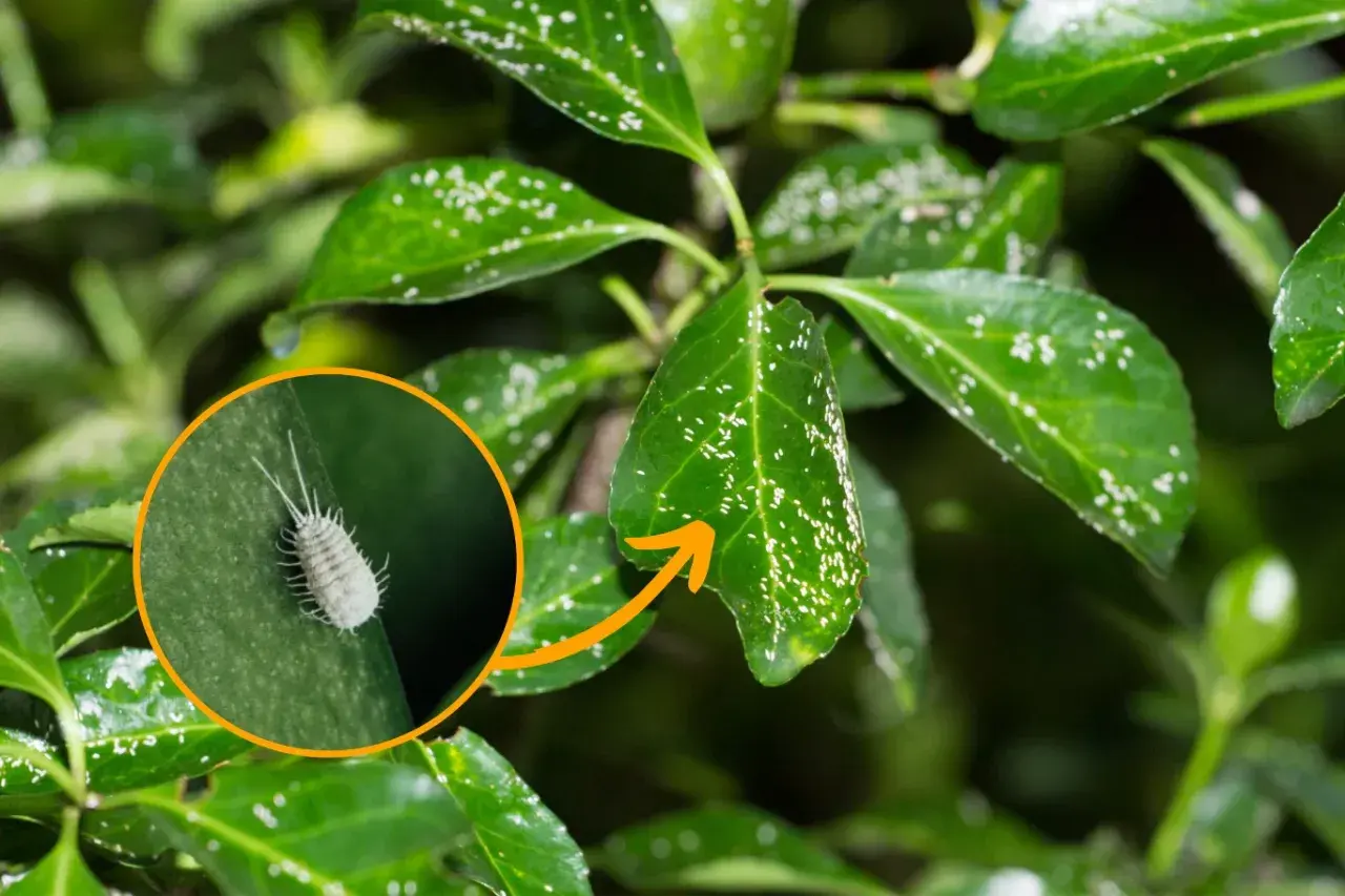 Małe, białe owady na zielonych liściach magnolii, wskazujące na choroby roślin.