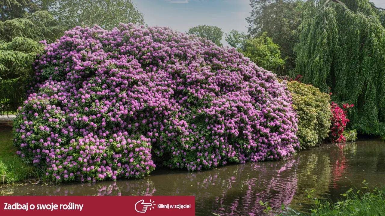 Ogromny rododendron kiedy kwitnie, tworzy fioletową chmurę nad wodą.