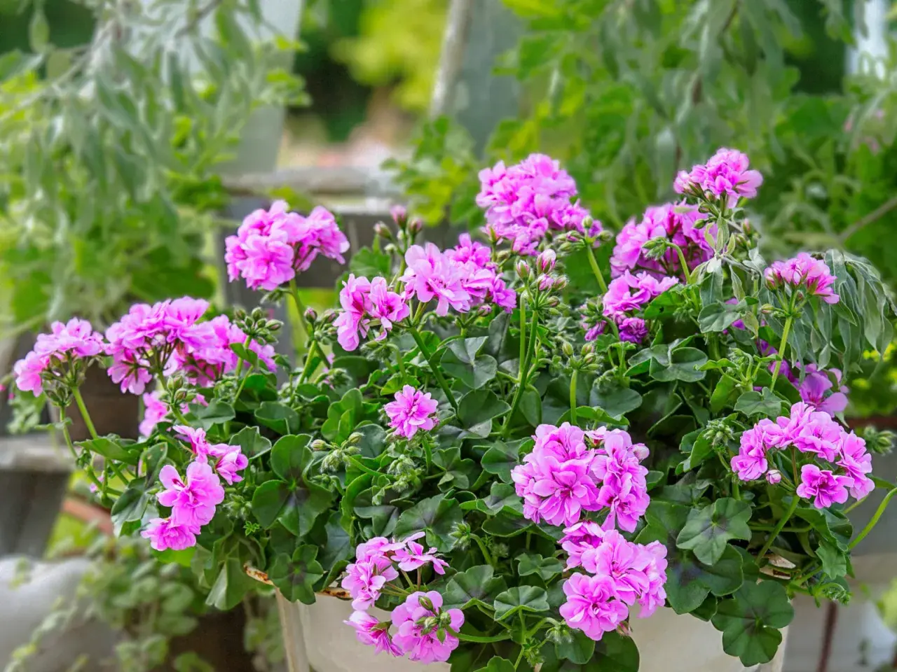 Kaskada różowych kwiatów pelargonii zwisającej pełnej w donicy, otoczona zielonymi liśćmi.