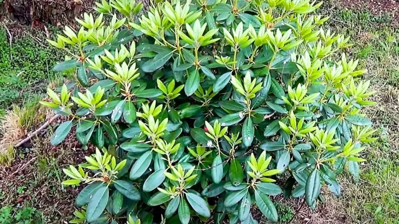 Gęsty rododendron z licznymi zielonymi liśćmi, ale bez kwiatów. Zastanawiasz się, dlaczego rododendron nie kwitnie?