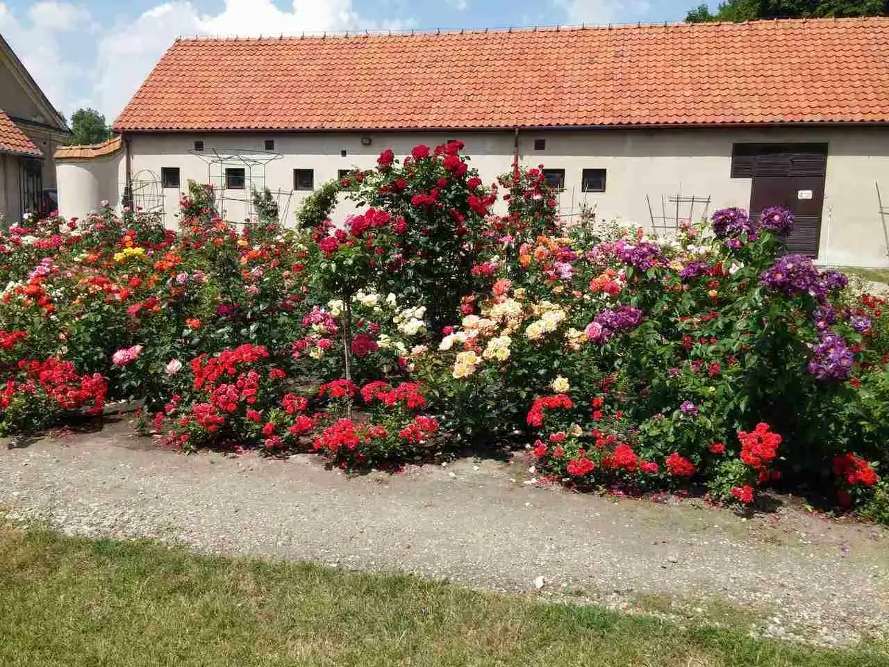 Kwiatowy raj: bujne krzewy róż multiflora w odcieniach czerwieni, różu, żółci i fioletu kwitną przed budynkiem z czerwoną dachówką.