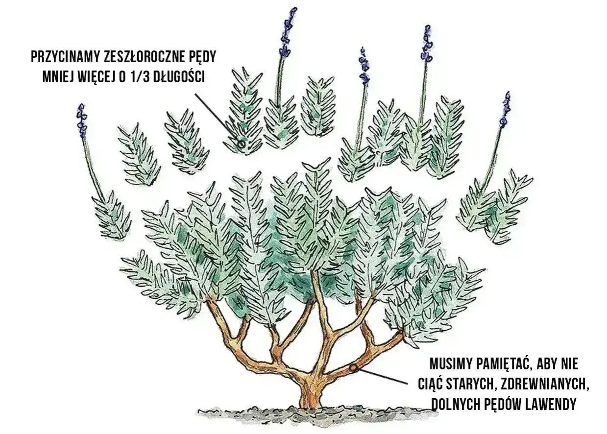 Ilustracja pokazuje, kiedy kwitnie lawenda i jak ją przycinać. Pędy przycinamy o 1/3 długości, ale nie ruszamy zdrewniałych, dolnych pędów.