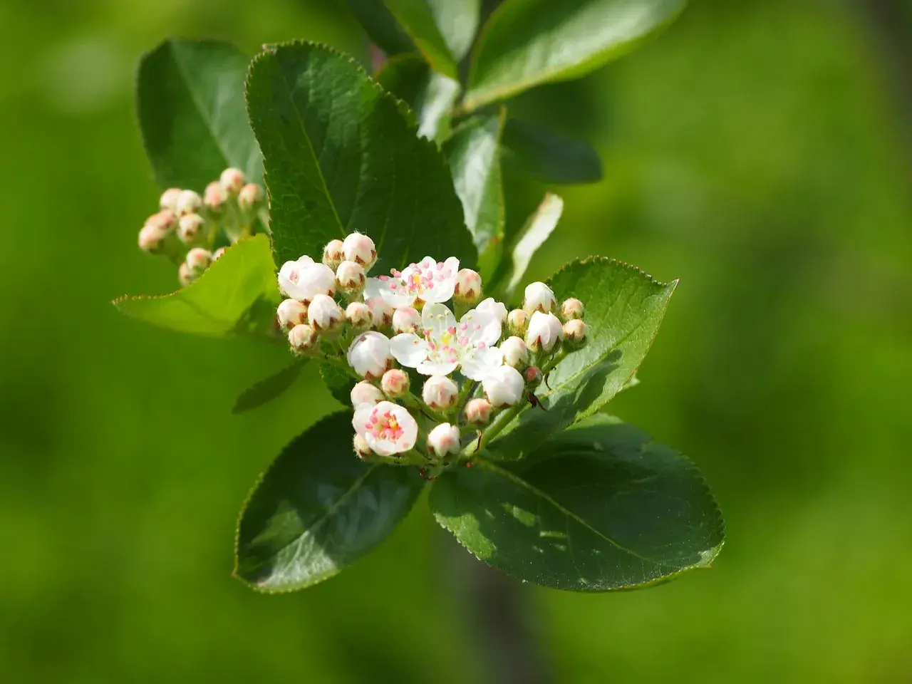 Jak kwitnie aronia? Czas i piękno kwiatów aronii w ogrodzie