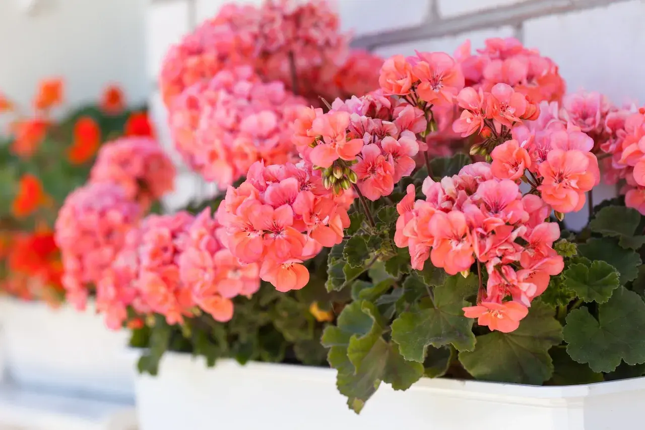 Kaskada różowych kwiatów geranium w białej skrzynce, tworząca barwną ozdobę.