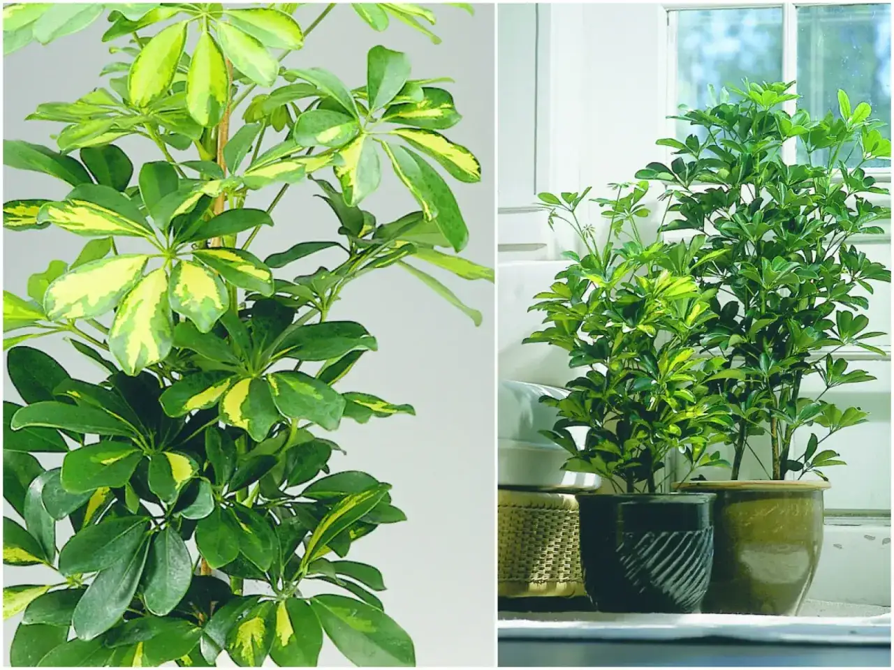 Kwiaty doniczkowe zielone liściaste, Schefflera variegata, piękne rośliny o liściach z żółtymi przebarwieniami, dodające życia wnętrzom.