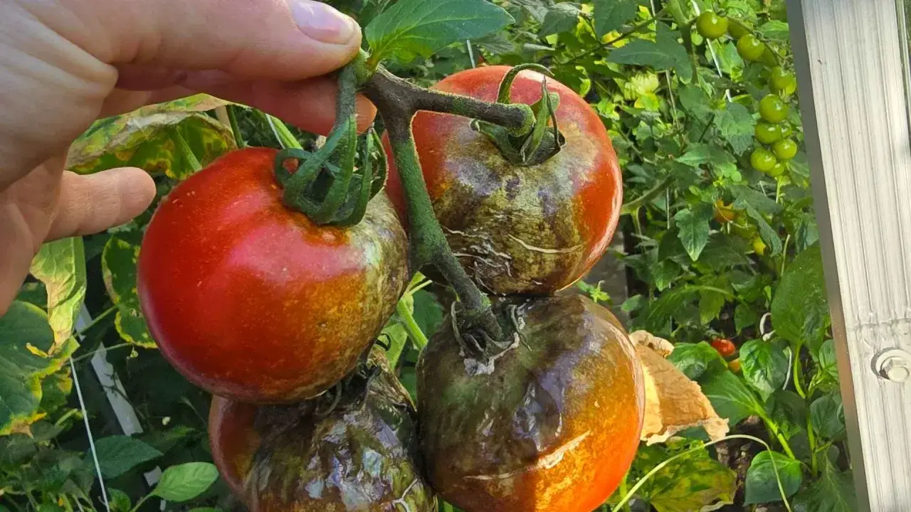 Pomidory z plamami, oznaka choroby. Kiedy pryskać pomidory miedzianem, by je uratować?