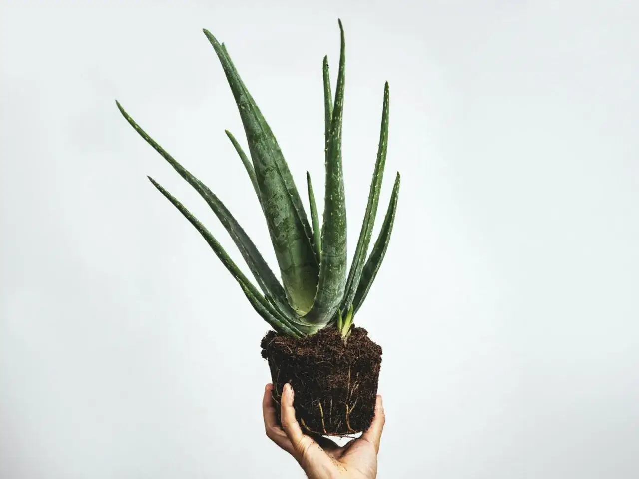 Dłoń trzyma bryłę korzeniową z młodym aloesem, gotową do przesadzenia. Dowiedz się, jak rozmnożyć aloes!