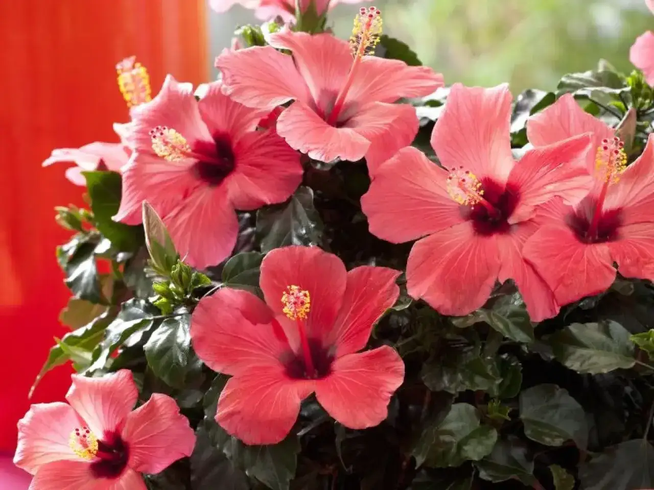 Piękne, różowe hibiskusy kwitnące w domu. Ich uprawa w domu jest prosta, a efekt zachwyca.