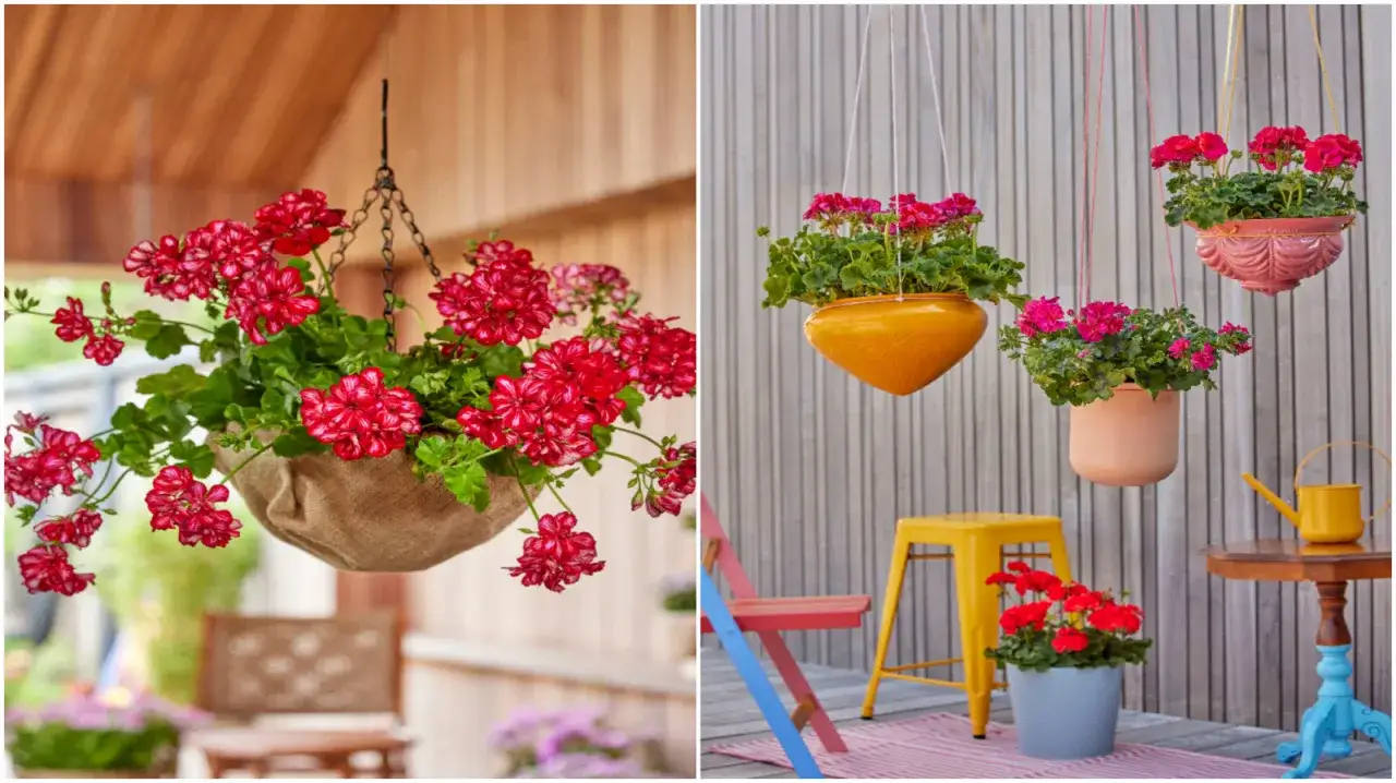 Pełna zwisająca pelargonia w jutrowej donicy, obok kolorowe donice z pelargoniami na tarasie.