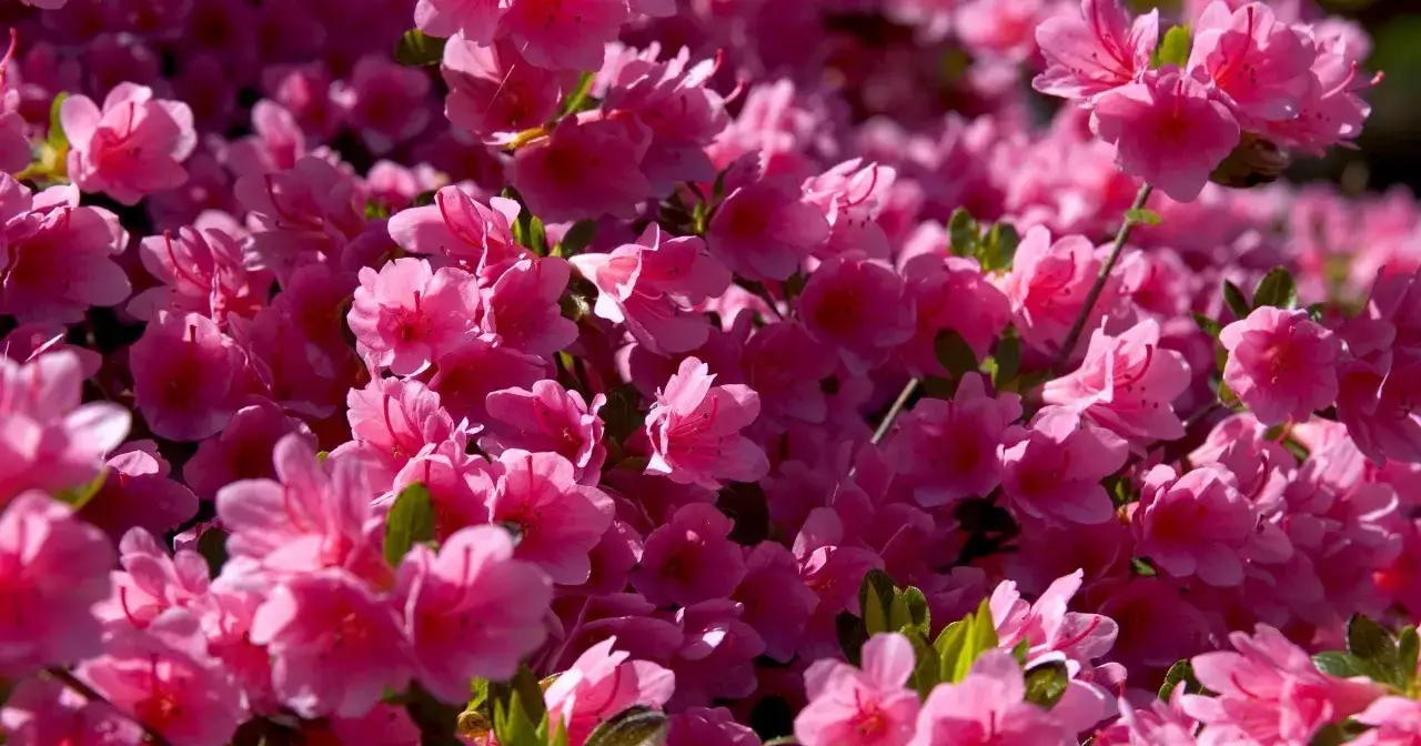 Mnóstwo różowych kwiatów rododendronu w pełnym rozkwicie. Wiosna to czas, kiedy rododendron kwitnie, tworząc barwne dywany.