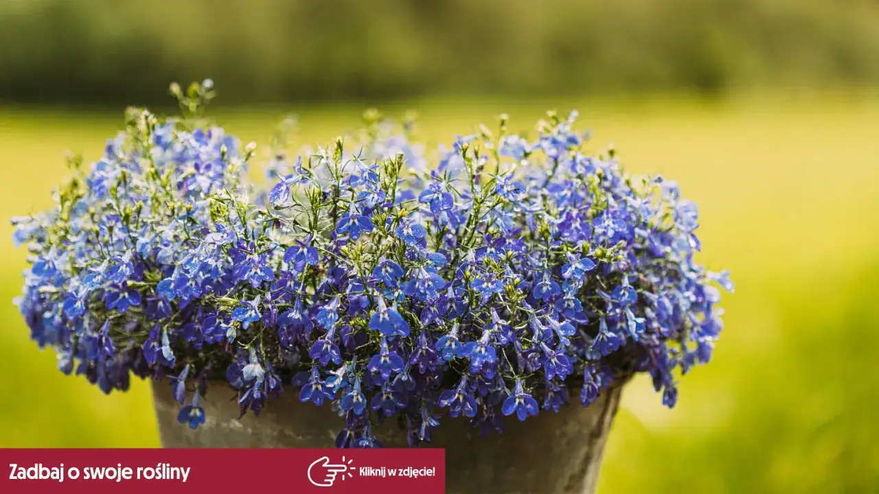 Kaskada niebieskich lobelii w donicy. Dowiedz się, jak zapewnić im udane lobelia zimowanie, by cieszyć się nimi w kolejnym sezonie.