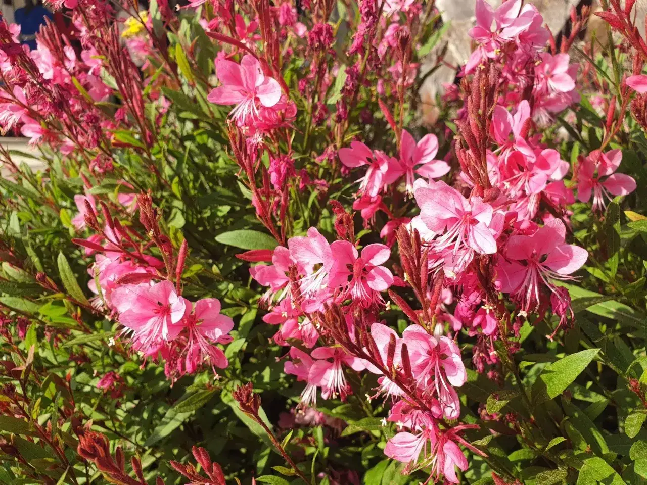 gaura lindheimeri rabata bylinowa kwitnienie