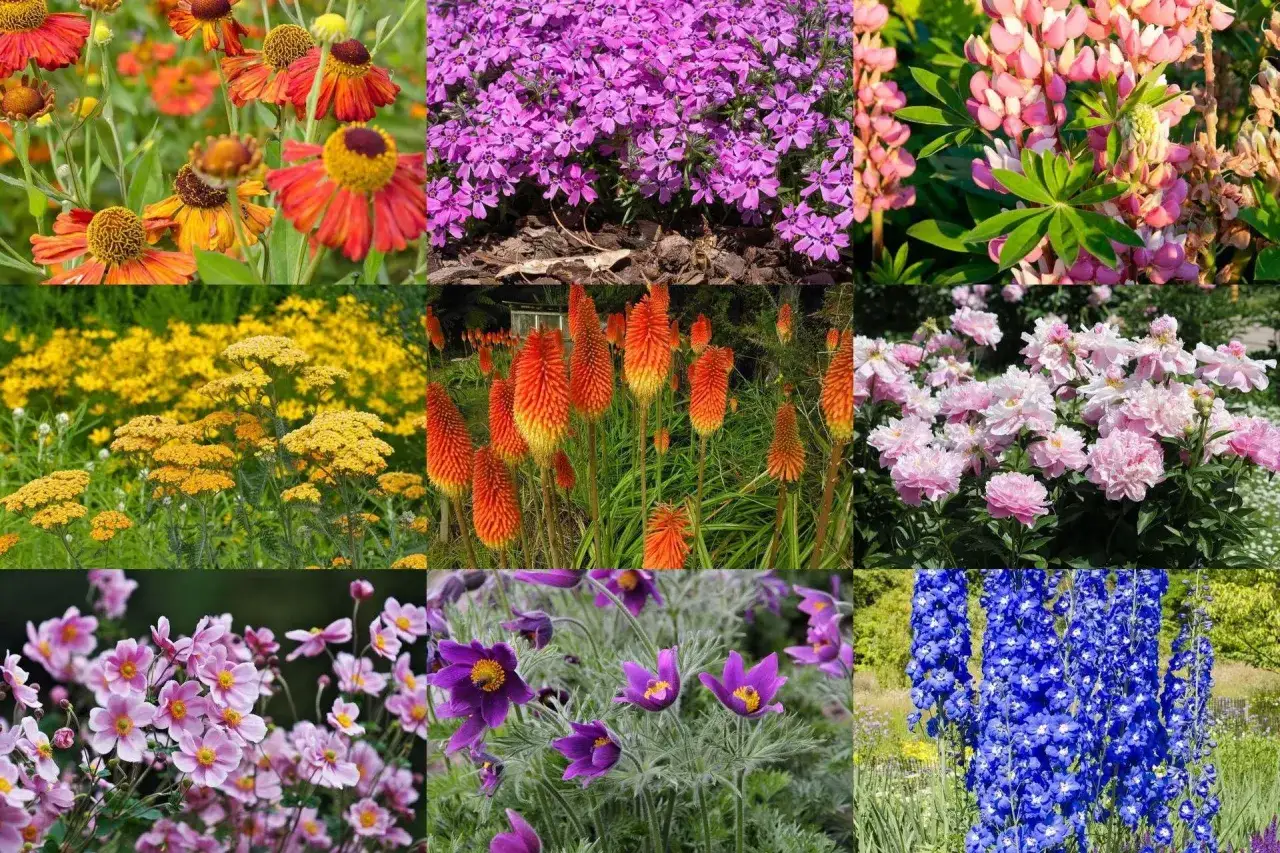 Kolorowy ogród pełen kwiatów ogrodowych wieloletnich zimujących w gruncie: rudbekie, floksy, łubiny, achillea, kniphofia, piwonie, zawilce, sasanki i ostróżki.