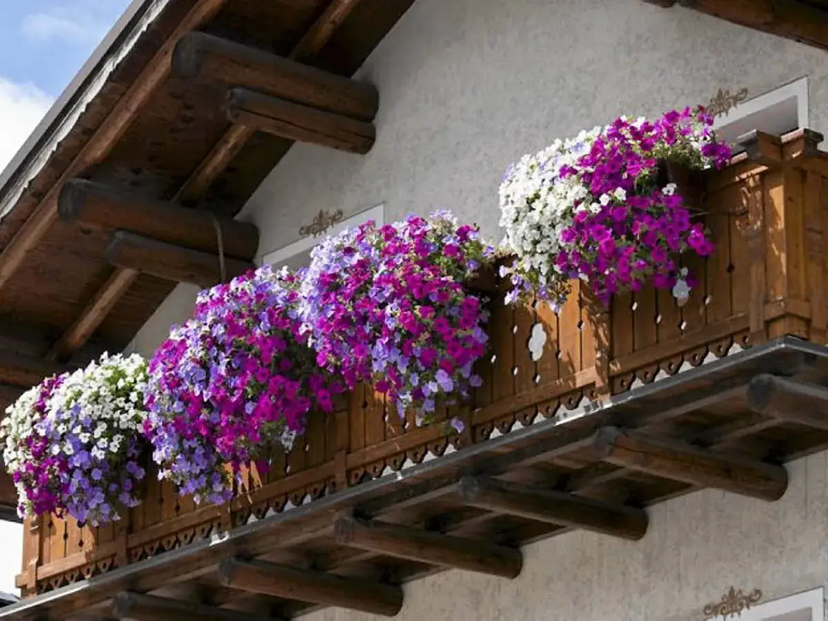 Balkon ozdobiony bujnymi, kolorowymi kwiatami letnimi w odcieniach bieli, fioletu i różu.