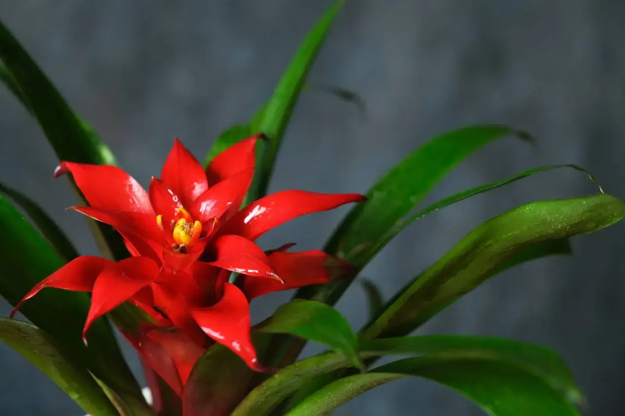 Czerwony kwiat bromelii, jak długo kwitnie? Intensywnie czerwone płatki otaczają żółty środek, otoczone zielonymi liśćmi.