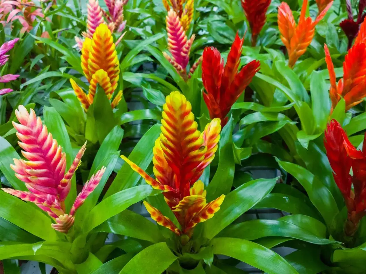 Kolorowe kwiatostany bromelii, przypominające pióropusze, w odcieniach różu, żółci i czerwieni, otoczone soczyście zielonymi liśćmi. To piękna frizea po przekwitnięciu, która nadal zachwyca barwami.