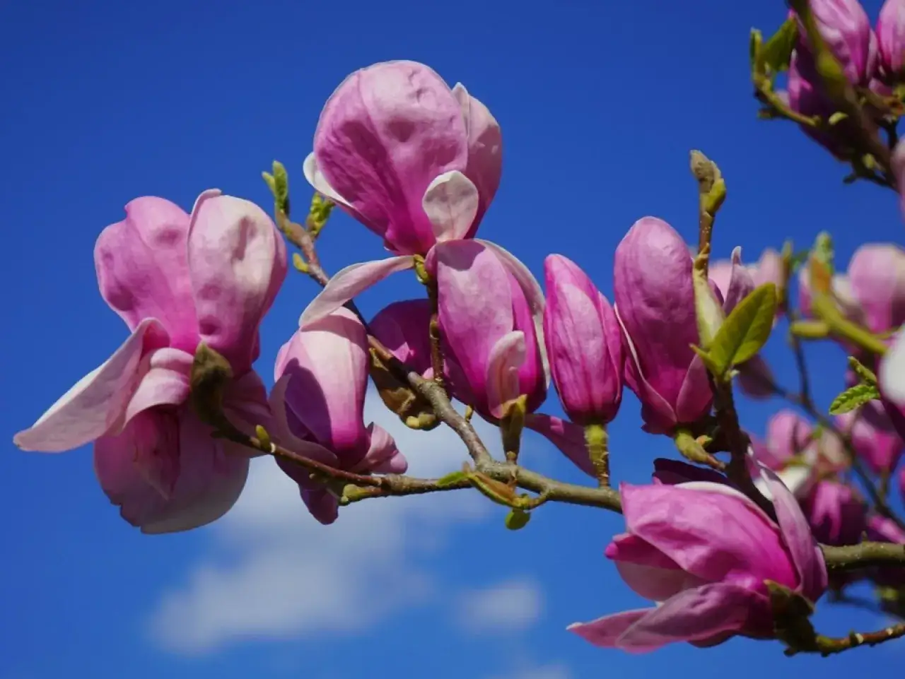 Różowe kielichy magnolii po przekwitnięciu, delikatnie opadające na tle błękitnego nieba.